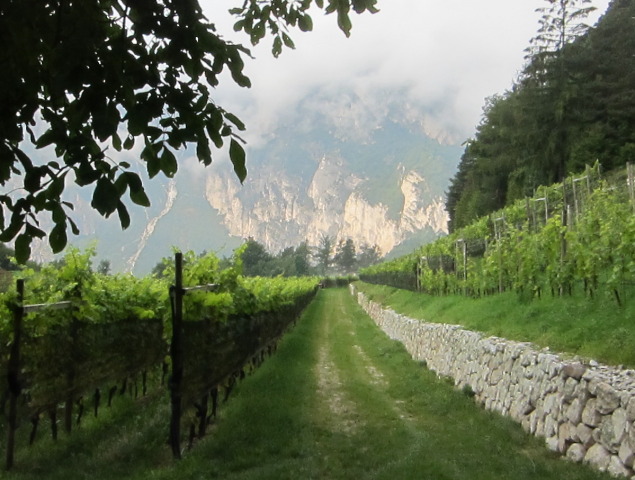 Tieffenbrunner Vineyards in Alto Adige; photo by Hayley Hamilton Cogill