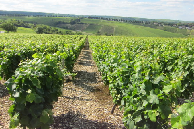 Sauvignon Blanc vines in Sancerre, France; photo by Hayley Hamilton Cogill