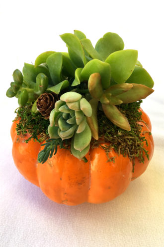 succulent-mini-pumpkin
