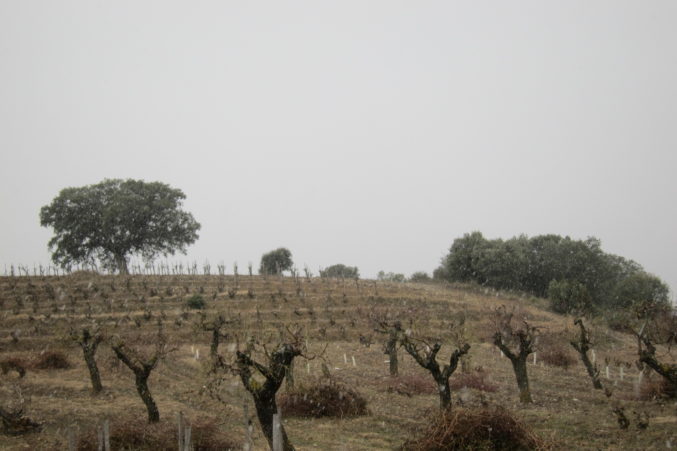 Old vine Garnacha near the Pyrenees in Spain; photo by Hayley Hamilton Cogill 