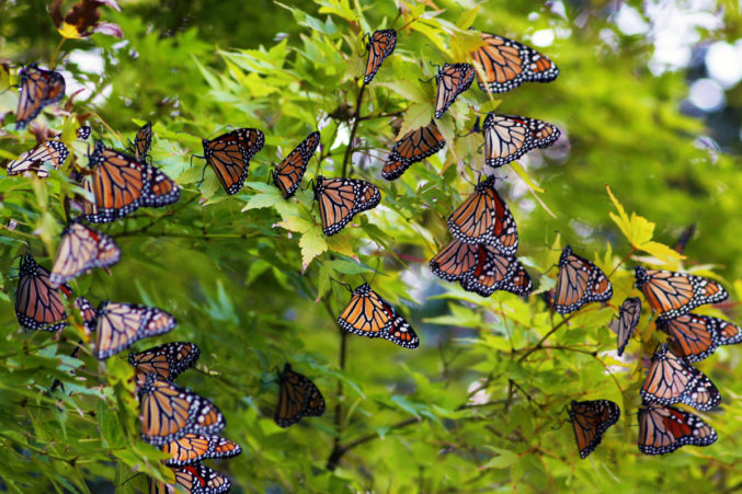 nn-butterfly-dallas-arboretum-botanical-garden-texas-discovery