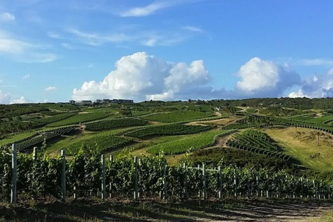Bodega Garzon vineyards in Uruguay; all photos by Hayley Hamilton Cogill