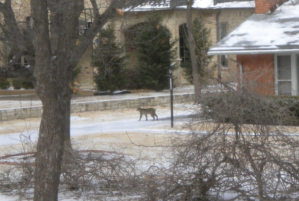 bobcat2