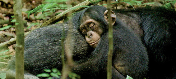 the third chimpanzee