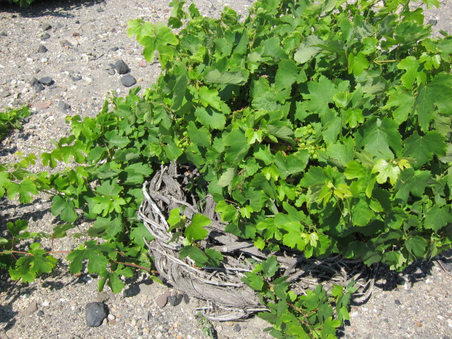 Basket vines of Assyrtico in Santorini