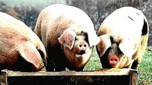 pigs_trough