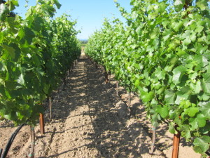 Benovia Cohn Vineyard