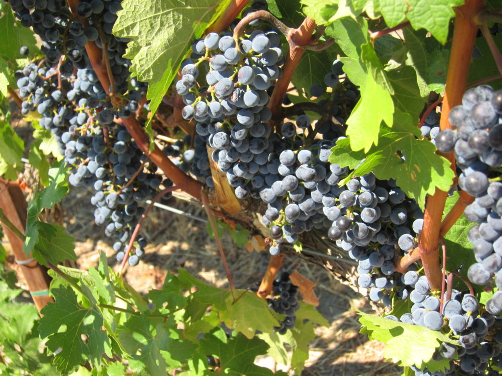 Cabernet Sauvignon vines on the ColSolare Estate