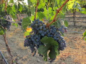 Northstar Merlot Vines