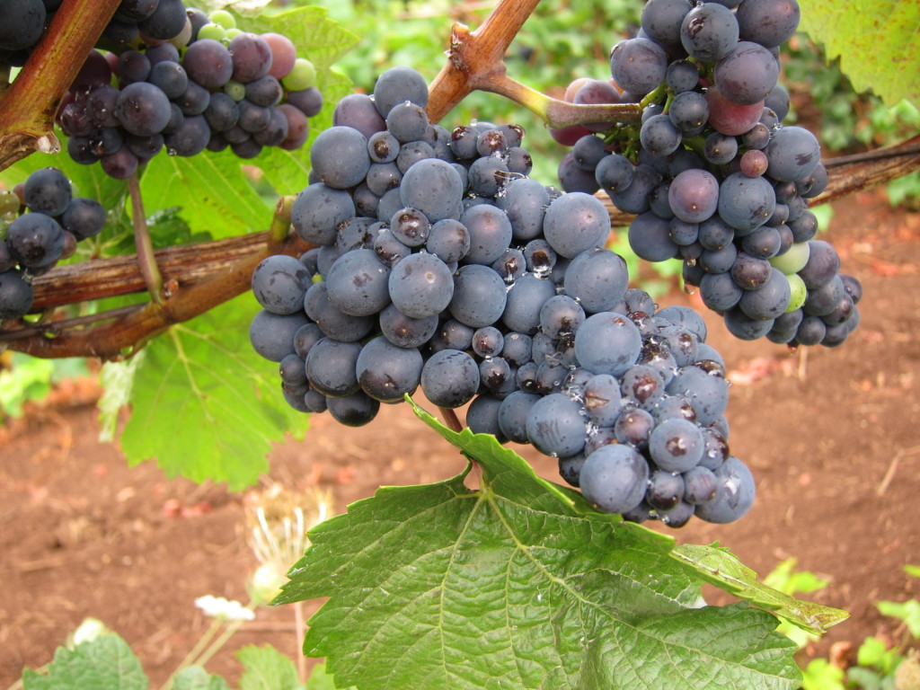 Pinot Noir vines at Erath Prince Hill Vineyard 