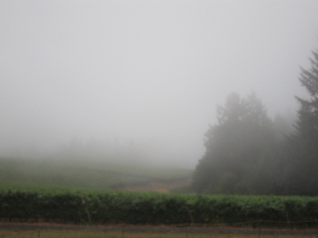 A foggy morning in Willamette Valley