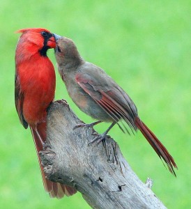 My Cardinals: Sid feeds Sony Jim.
