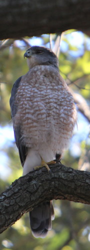 LB, the Sharp-Shinned Hawk that poaches my bird feeders.