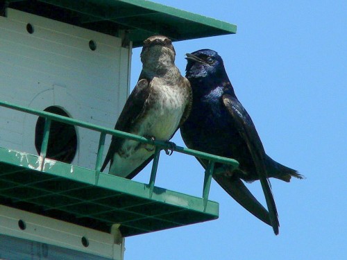 A pair of Purple Martins.