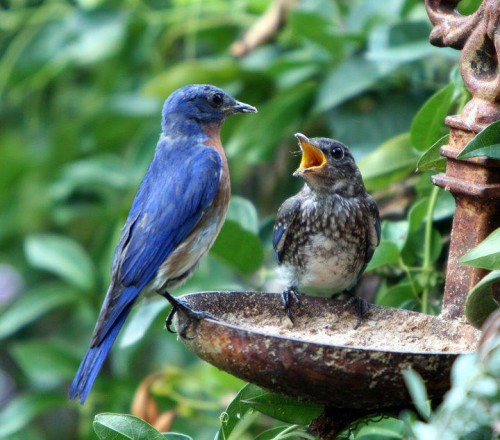 Bill, my male Eastern Bluebird and one of his sons at the worm feeder.