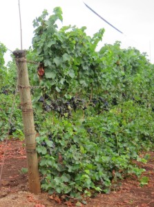 Double Cordon vines at the Erath Prince Hill Vineyard in Dundee