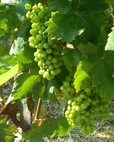 Chardonnay grapes in Napa Valley