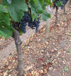 pomerol soils