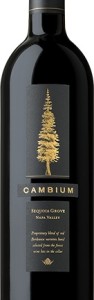 cambium