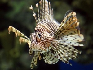 This lionfish doesn't look too happy about being in customs (via ocean.nationalgeographic.com)