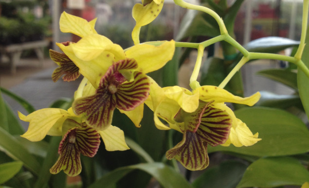 Halleck_orchid2