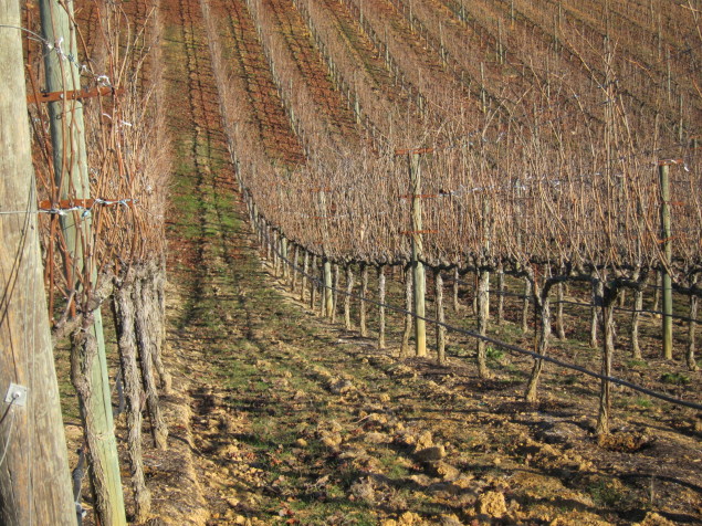 Paul Hobbs Katherine Lindsey Vineyard in Sonoma, CA