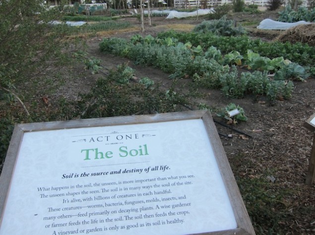 The boidynamically farmed gardens at Raymond Winery and Vineyards