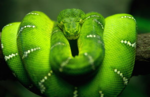 Gratuitous picture of a green snake.