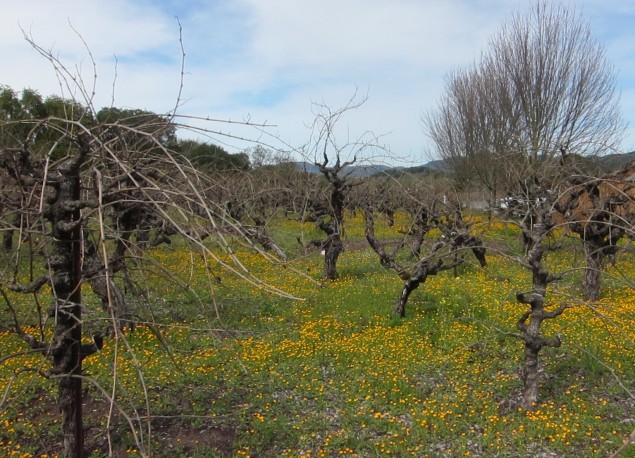 100+ Year Old Zinfandel Vines at Valley of the Moon in Sonoma