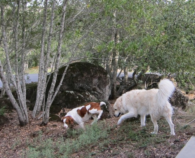 Amapola Creek Wine Dogs