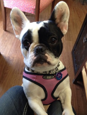 This is Dotti. She didn't win this year's D Magazine's cutest pets contest, but she should have.