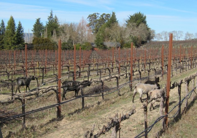Grazing Sheep at Reuling Vineyards