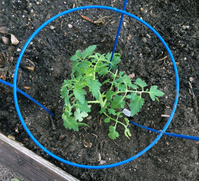 Time to plant tomatoes! 