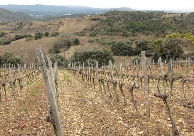 Vinas del Vero Secastilla La Miranda Vineyard