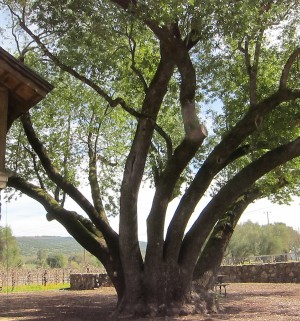 The inspiration for the new Valley of the Moon "The Bough" wine, an heirloom California Bay tree