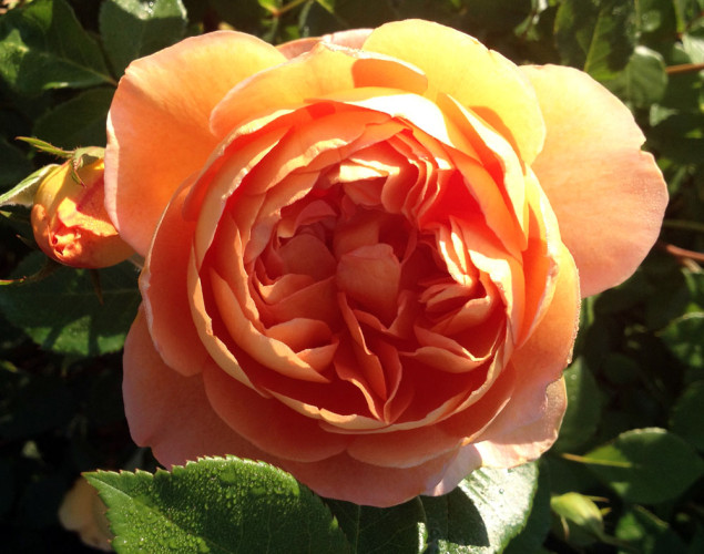Rose 'Pat Austin' is perfection.
