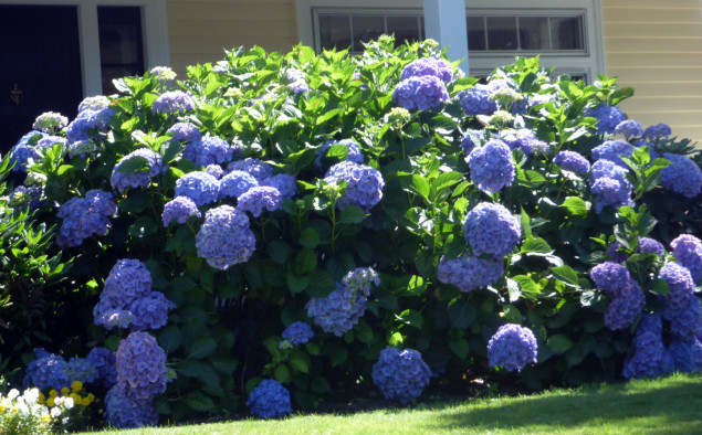 Not trying to cause trouble, but here is what blue hydrangeas always look like in Portland. 