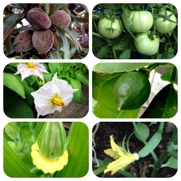 A few of the foods headed towards harvest in my garden: 'Bonfire' peaches, 'Celebrity' tomatoes, 'Meyer' lemon, assorted dwarf scallop squashes and potatoes. 