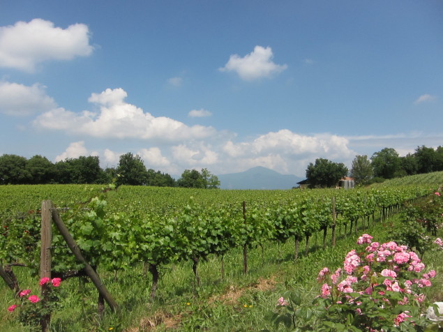 Vineyards of Franciacorta, Italy, all photos by Hayley Hamilton Cogill