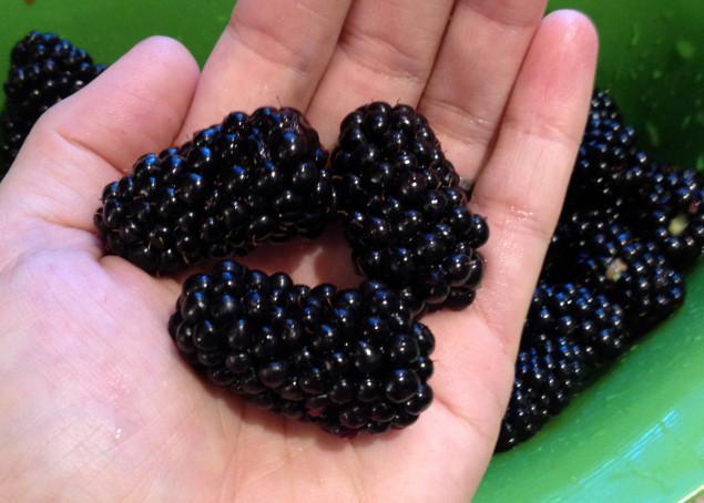 Massive 'Chickasaw' Blackberries typically start ripening end of May to early June.