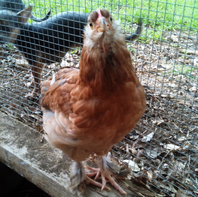 Stevie all grown up. No surprise, she's got the biggest voice in the coop.