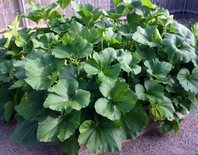 One 4' x 4' bed can contain many dwarf squash plants. 