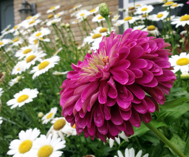 Zinnas make the perfect companions for other garden workhorses such as shasta daisy. 