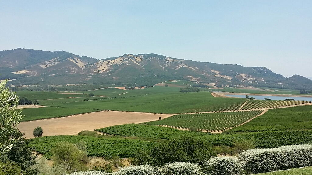 Antica Vineyard on Atlas Peak