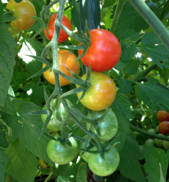 Cherry tomatoes, such as 'Supersweet 100', can often continue to ripen in the heat, but it's best to remove and replant for best fall harvest.