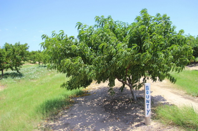 Rows of peaches are marked by variety. 