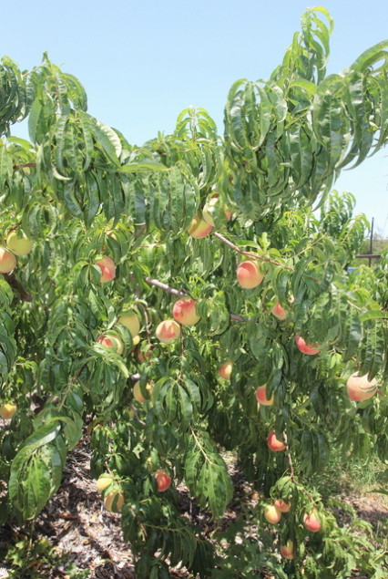 On this day, the beautiful Bounty peach trees were ready for picking.