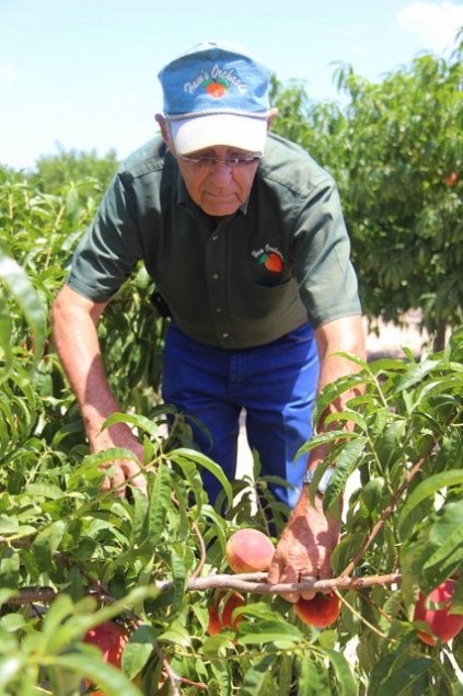 Dale teaches me the fine art of picking peaches. 