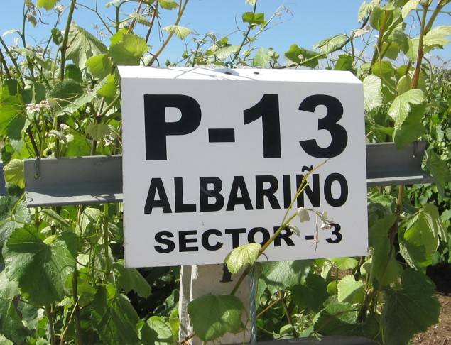 albarino