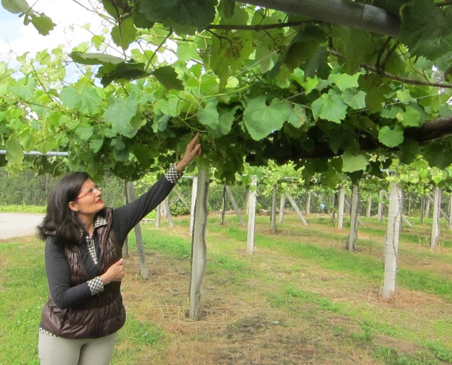 Winemaker Angela Morales of Bodegas Castro Martin checks her vines